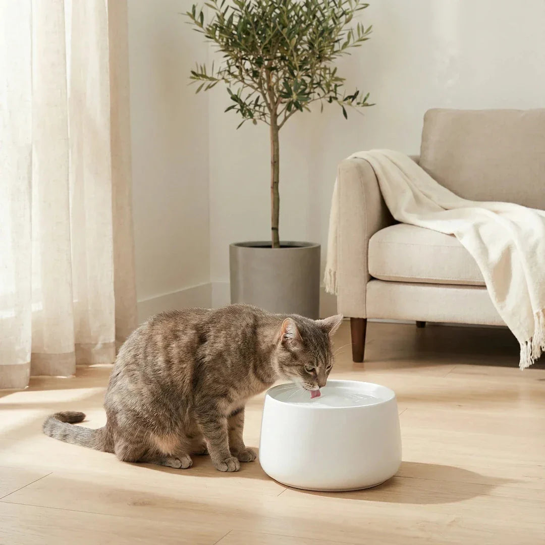 chat dans appartement boit dans fontaine a eau en ceramique