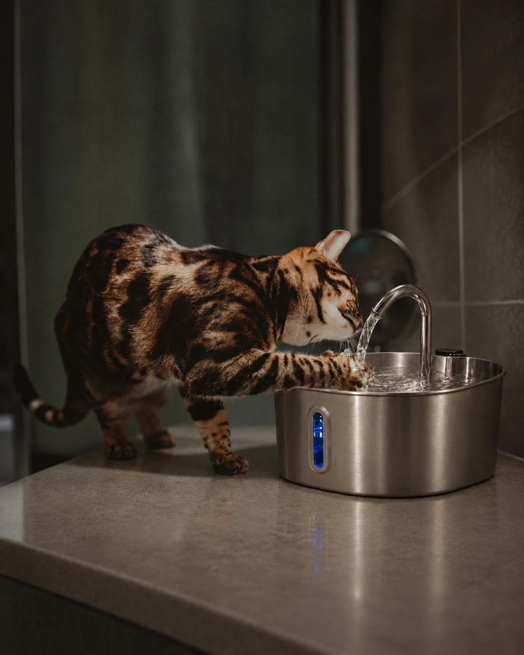 Chat qui boit à la fontaine à eau pour chat en inox bec robinet - mobile